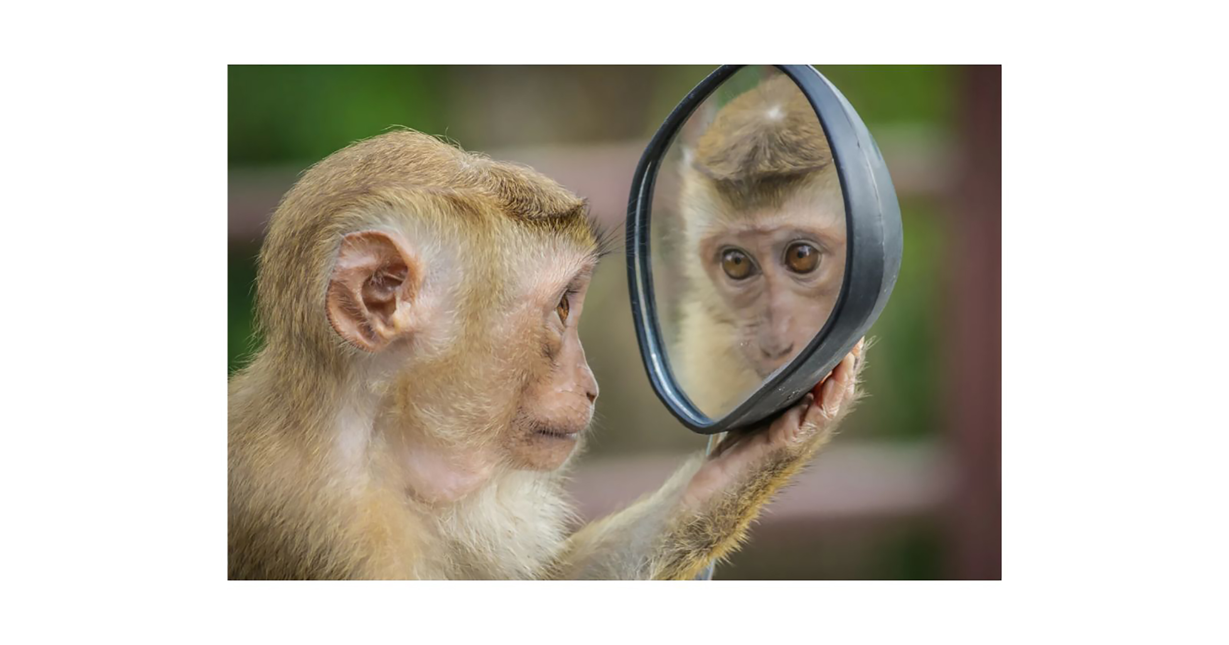 Ebike mirror monkey copy